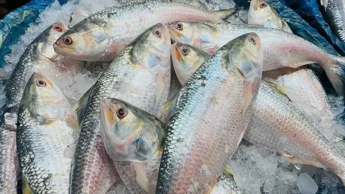 ilish fish