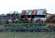 প্রকৃতির সাথে যুদ্ধ করে টিকে থাকার কারিগর: বাংলাদেশের চরাঞ্চলের মানুষ!